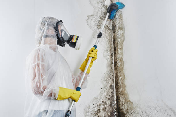 Attic Mold Removal in Tillson, NY
