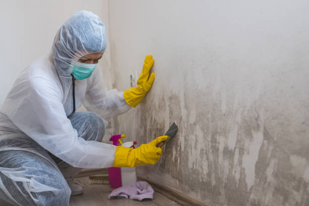 Office Mold Removal Services in Tillson, NY