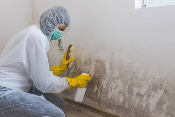 Best Attic Mold Removal  in Tillson, NY