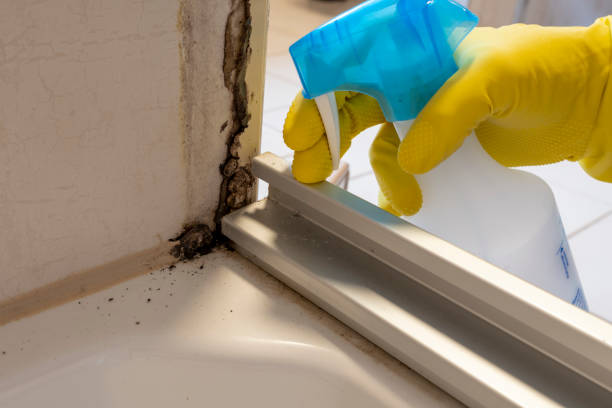 Crawl Space Mold Removal in Tillson, NY