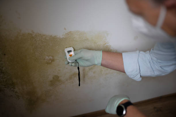 Best Mold Cleaning Services  in Tillson, NY