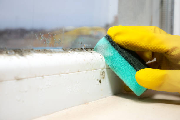 Best Mold Remediation  in Tillson, NY