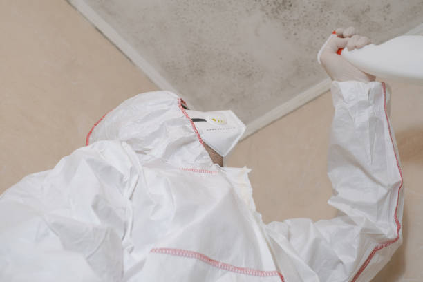 Best Local Mold Removal Service  in Tillson, NY