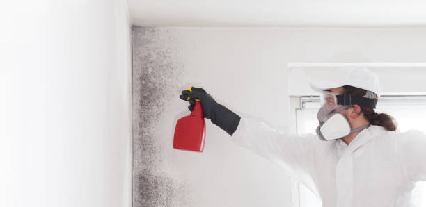 Best Emergency Mold Removal  in Tillson, NY