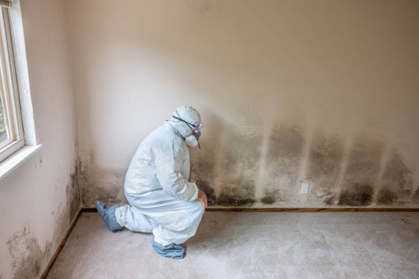 Mold Testing and Removal in Tillson, NY